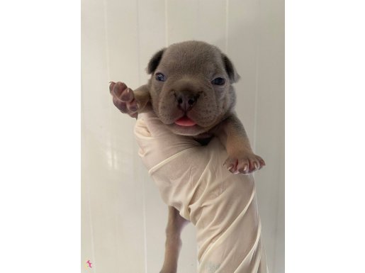 Show quality french bulldog - premium exotic color 