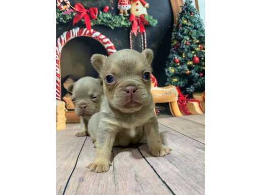 Show quality exotic french bulldog puppies 