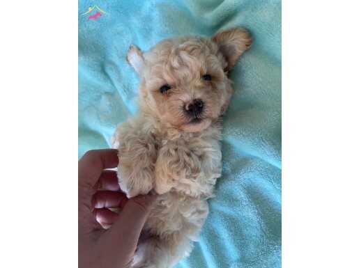 Teacup minik maltipoo