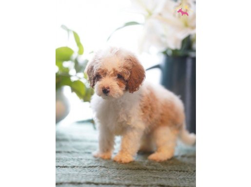 Dunyanın en zeki dizayn ırkı labradoodle F1B