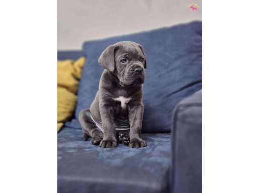 A scrli cane corso yavruları
