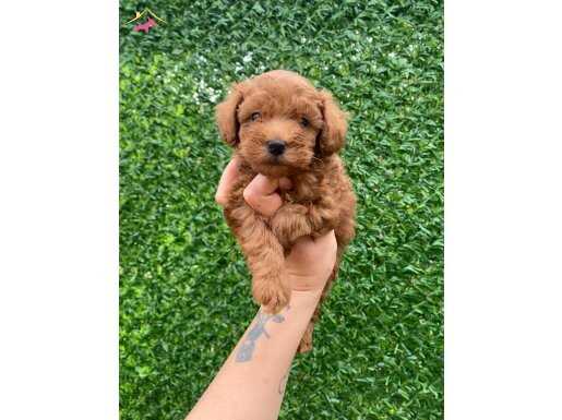 Original Teacup minik Maltipoo 