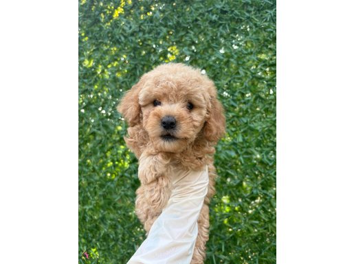 Minik maltipoo yavruları