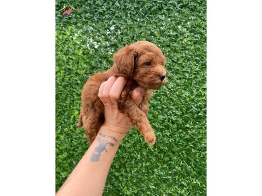 Teacup Maltipoo yavruları