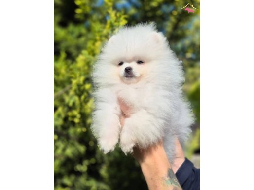 Teacup original Pomeranian Boo ayı surat
