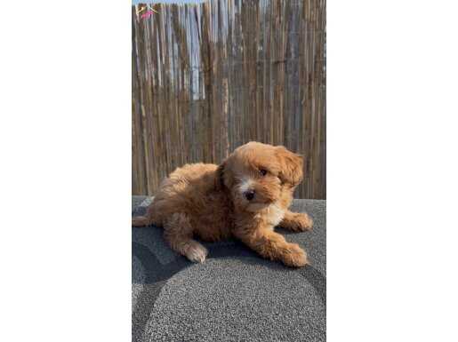 En ufak boy Maltipoo yavruları