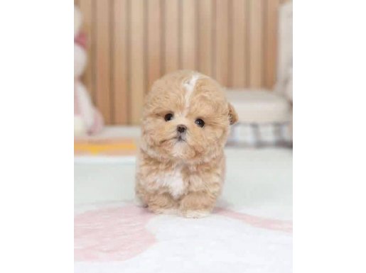 Cebinize sığan dost