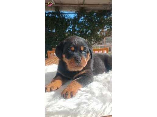 FCİ Kif A scrli yavrular 