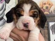 Safkan beagle bebekler