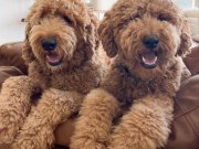 Tüy dökmez antialerjik labradoodle yavrular