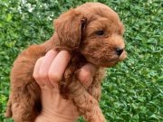 Teacup Maltipoo yavruları