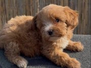 En ufak boy Maltipoo yavruları