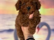 Dünya Tatlısı Kore Toy Poodle Yavruları 