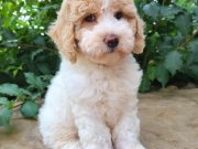 Elit Dev poodle yavruları