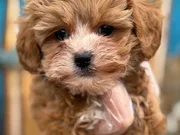 Orijinal Kore Maltipoo bebekler kg garantili 