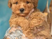 Altın rengi toy poodle yavruları 