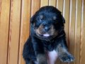 1.5 aylık rottweiler yavruları