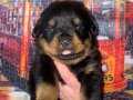 2 aylık rottweiler yavruları