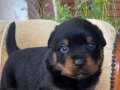 KARAKTERLİ Rottweiler yavruları
