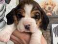 Safkan beagle bebekler