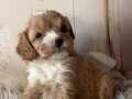 2 aylık cavapoo yavruları