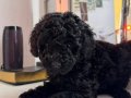 En uygun fiyata toy poodle yavruları 
