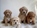 2 aylık maltipoo yavruları