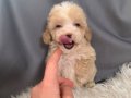 Teacup parti color poodle 