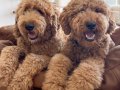Tüy dökmez antialerjik labradoodle yavrular