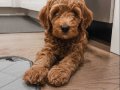 Tüy dökmez antialerjik labradoodle yavrular