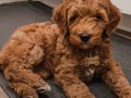 Tüy dökmez antialerjik labradoodle yavrular
