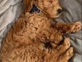Tüy dökmez antialerjik labradoodle yavrular