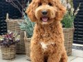 Tüy dökmez antialerjik labradoodle yavrular