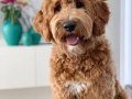 Tüy dökmez antialerjik labradoodle yavrular