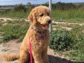 Tüy dökmez antialerjik labradoodle yavrular