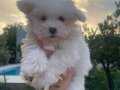 Maltese terrier minik bebek