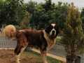 2 aylık st bernard erkek yavru 