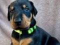 Elit King doberman yavruları