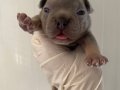 Show quality french bulldog - premium exotic color 