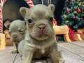 Show quality exotic french bulldog puppies 