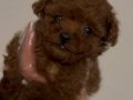 Show Kalite Fincan Boy Kızıl Poodle