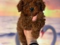 Dünya Tatlısı Kore Toy Poodle Yavruları 