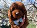 Dünya Tatlısı Kore Toy Poodle Yavruları 