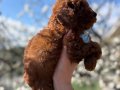 Dünya Tatlısı Kore Toy Poodle Yavruları 