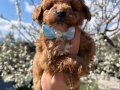Dünya Tatlısı Kore Toy Poodle Yavruları 