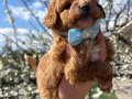Dünya Tatlısı Kore Toy Poodle Yavruları 