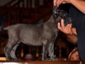 Üst kalite cane corso yavruları