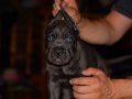 Üst kalite cane corso yavruları