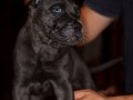 Üst kalite cane corso yavruları