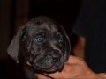 Üst kalite cane corso yavruları